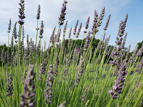 Lavender 101 Workshop